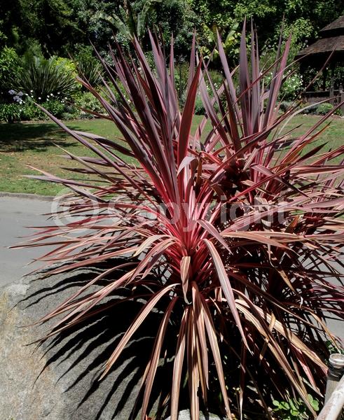 White blooms; Evergreen