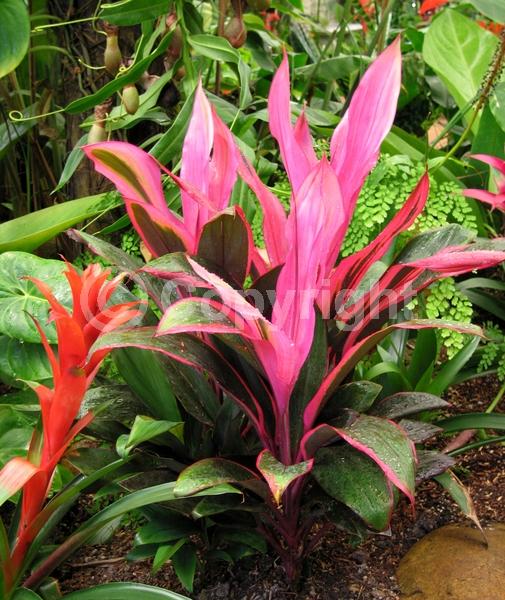 White blooms; Evergreen