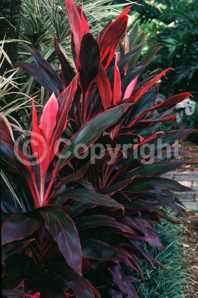 White blooms; Evergreen