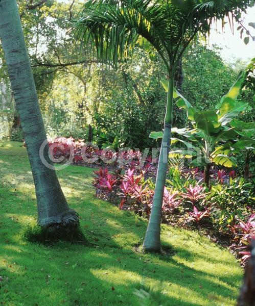 White blooms; Evergreen