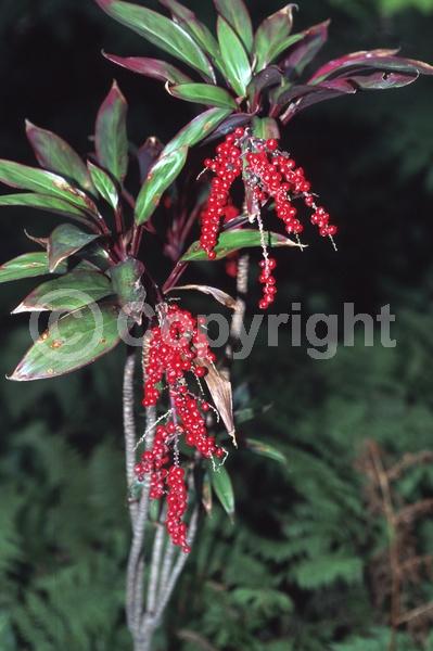 White blooms; Evergreen