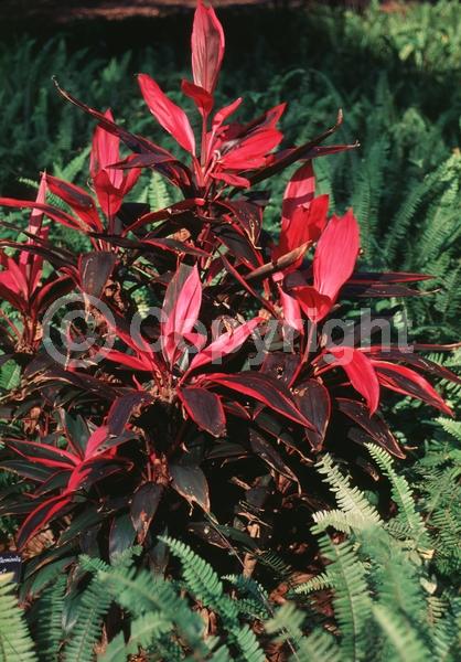 White blooms; Evergreen