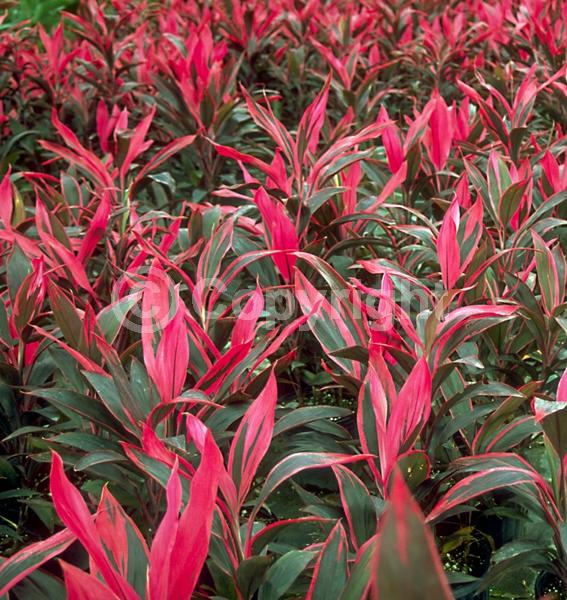 White blooms; Evergreen