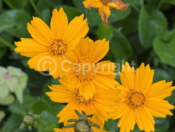 Yellow blooms; North American Native