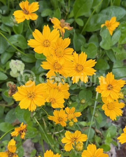 Yellow blooms; North American Native
