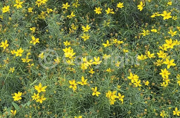 Yellow blooms; Deciduous; Broadleaf; North American Native