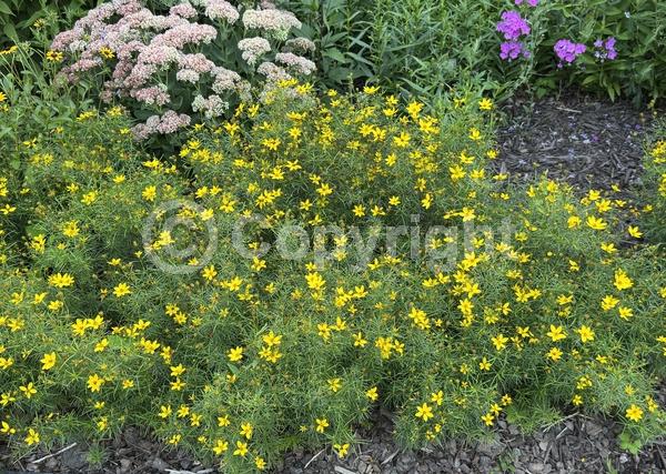 Yellow blooms; Deciduous; Broadleaf; North American Native