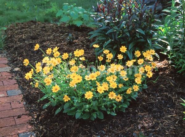 Yellow blooms; North American Native