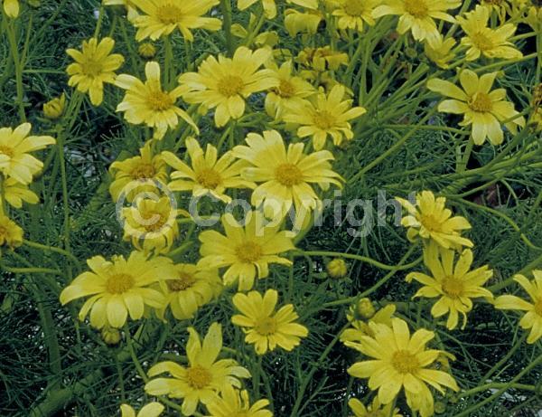Yellow blooms; Evergreen; Needles or needle-like leaf