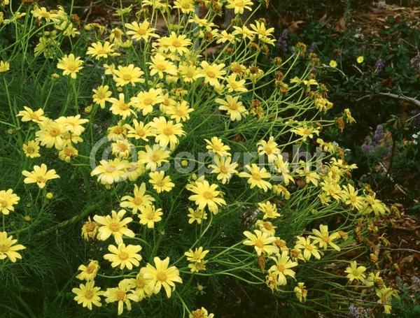 Yellow blooms; Evergreen; Needles or needle-like leaf