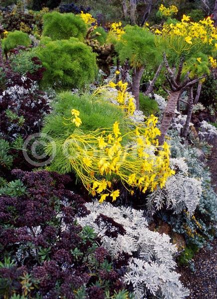 Yellow blooms; Evergreen; Needles or needle-like leaf