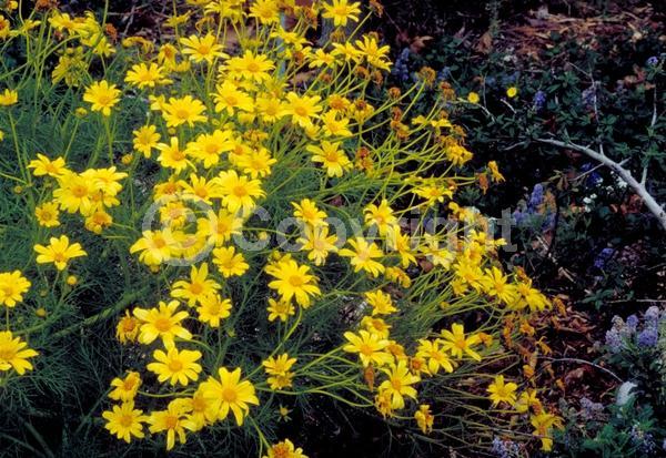 Yellow blooms; Evergreen; Needles or needle-like leaf