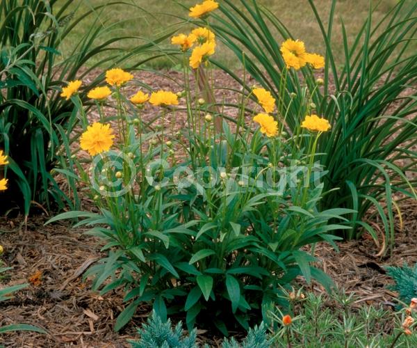 Yellow blooms; North American Native