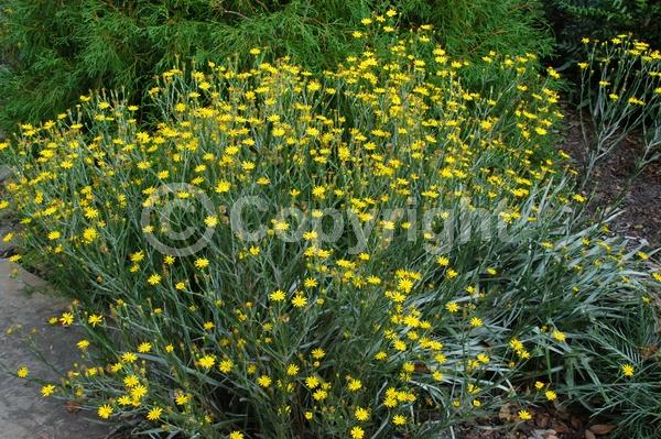 Yellow blooms; Deciduous; Broadleaf; North American Native