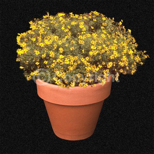 Yellow blooms; Deciduous; Broadleaf