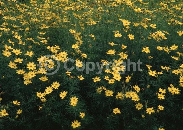 Yellow blooms; Deciduous; Broadleaf