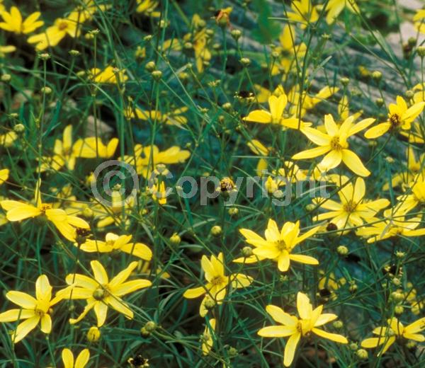 Yellow blooms; North American Native