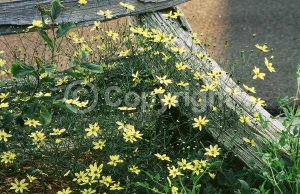 Yellow blooms; North American Native