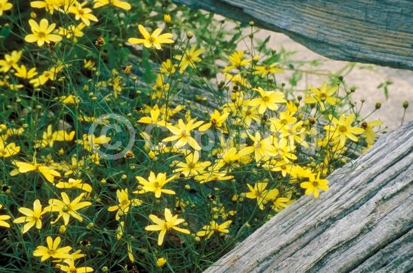 Yellow blooms; North American Native
