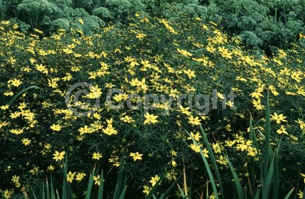 Yellow blooms; North American Native