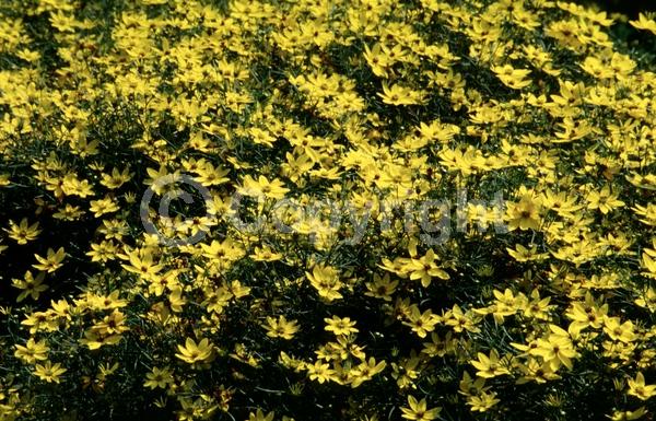 Yellow blooms; North American Native