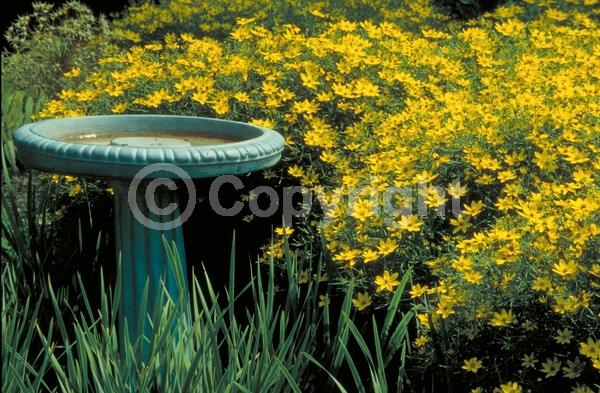 Yellow blooms; North American Native