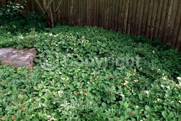 White blooms; Deciduous; Broadleaf; North American Native