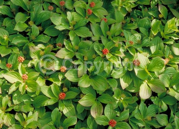 White blooms; Deciduous; Broadleaf; North American Native
