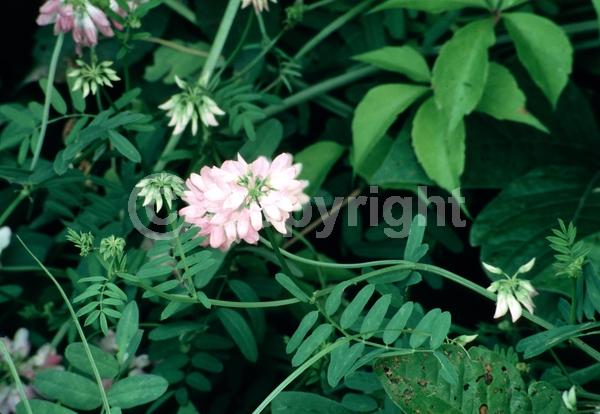 White blooms; Pink blooms; Deciduous; Broadleaf