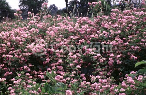 White blooms; Pink blooms; Deciduous; Broadleaf