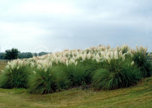 White blooms; Pink blooms; Evergreen; Needles or needle-like leaf