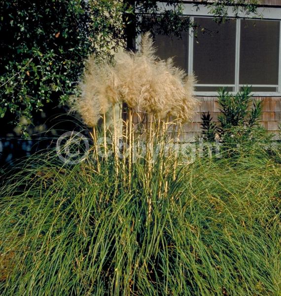 White blooms; Pink blooms; Evergreen; Needles or needle-like leaf