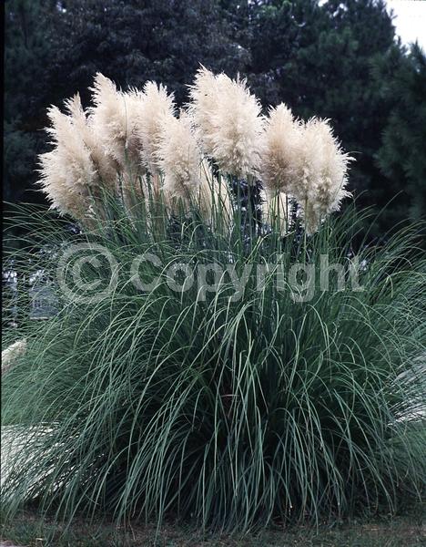 White blooms; Pink blooms; Evergreen; Needles or needle-like leaf
