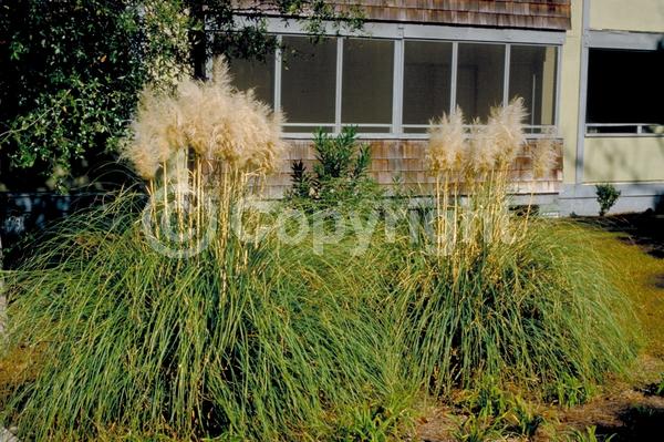 White blooms; Pink blooms; Evergreen; Needles or needle-like leaf