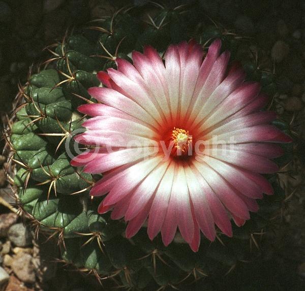 Pink blooms; North American Native
