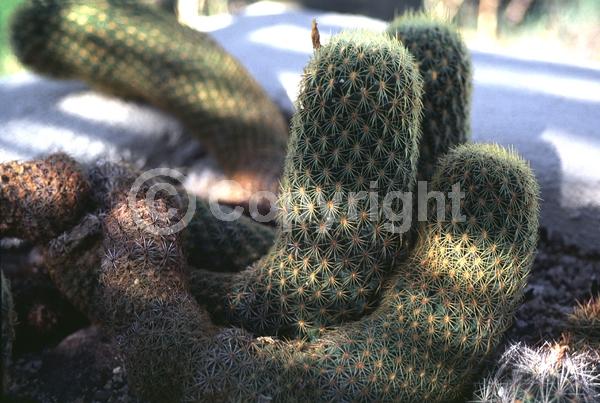 Yellow blooms; North American Native
