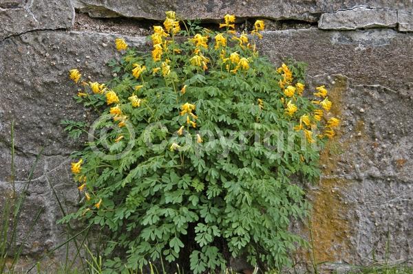 Yellow blooms; Deciduous; Broadleaf