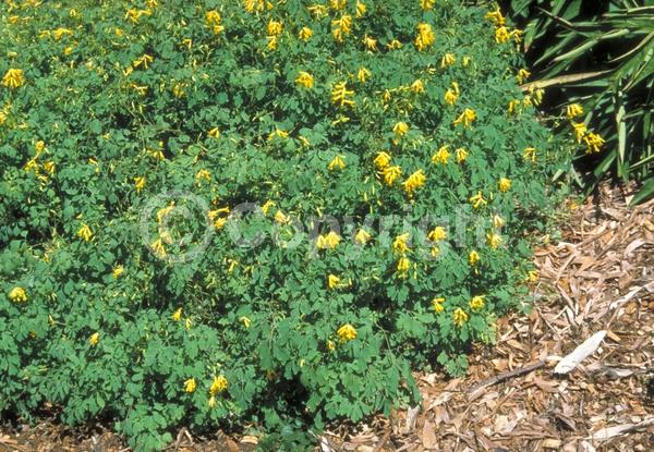 Yellow blooms; Deciduous; Broadleaf
