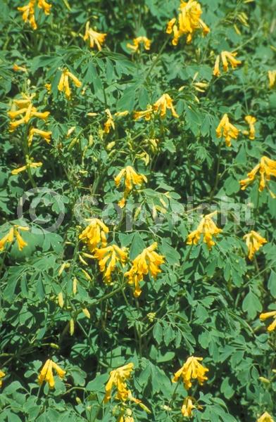 Yellow blooms; Deciduous; Broadleaf