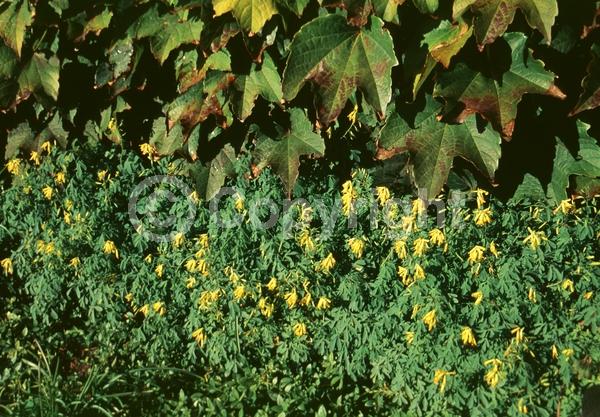 Yellow blooms; Deciduous; Broadleaf
