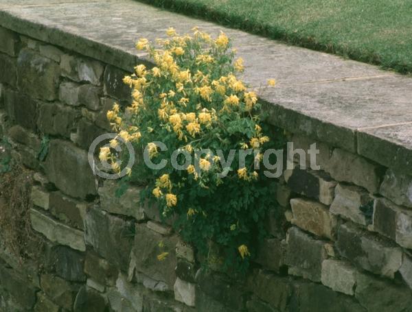 Yellow blooms; Deciduous; Broadleaf