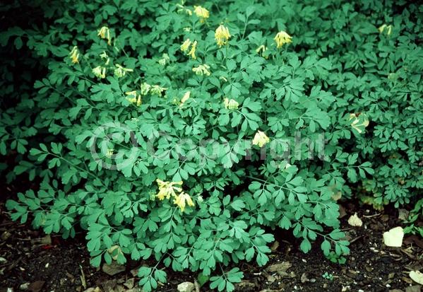 Yellow blooms; Deciduous; Broadleaf