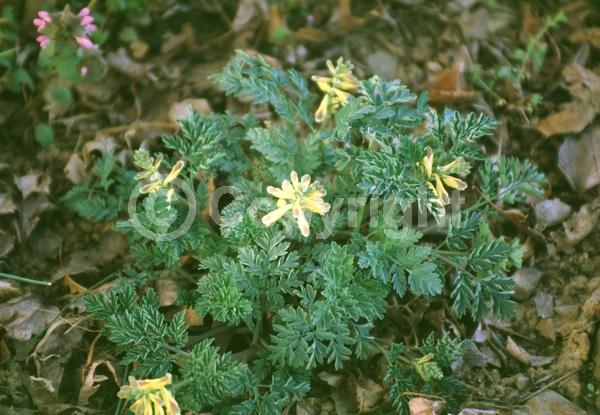 Yellow blooms; Deciduous; Broadleaf