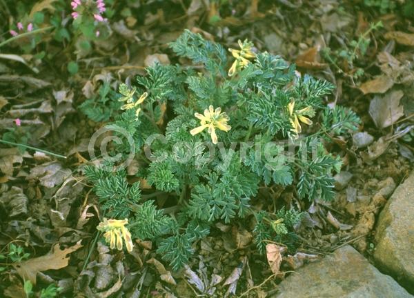 Yellow blooms; Deciduous; Broadleaf