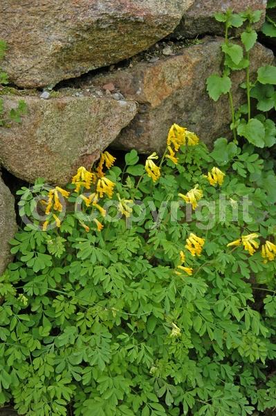 Yellow blooms; Deciduous; Broadleaf