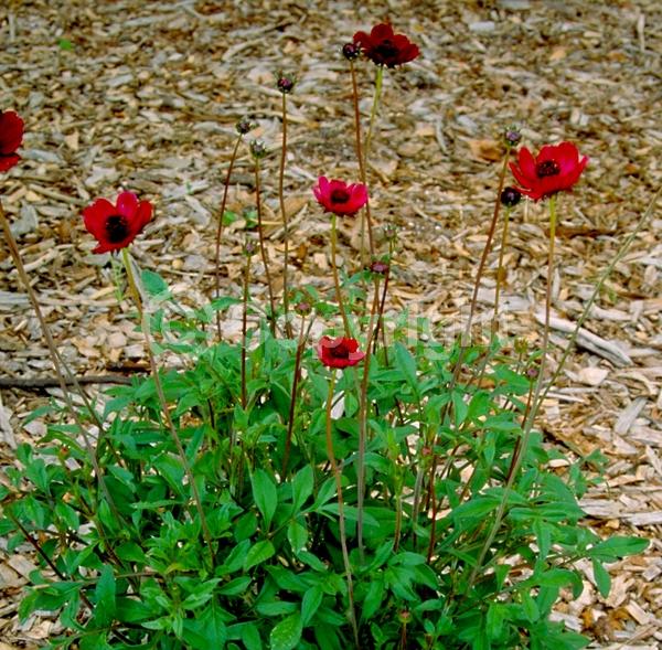 Red blooms; Brown blooms; Deciduous; Broadleaf; North American Native