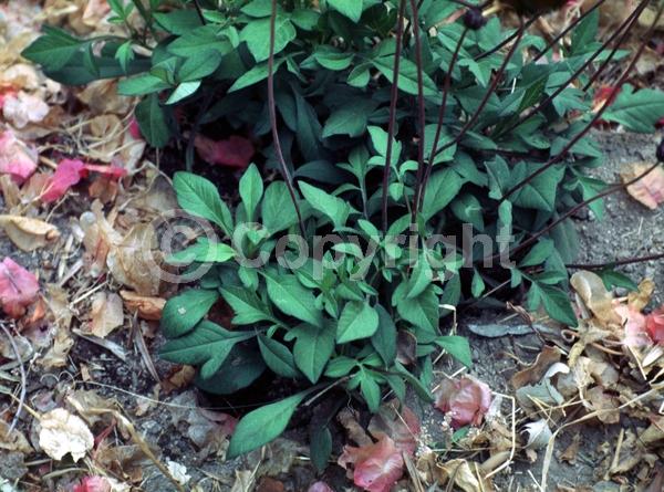 Red blooms; Brown blooms; Deciduous; Broadleaf; North American Native