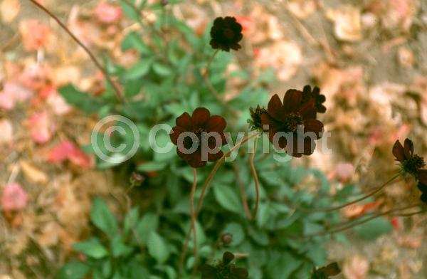 Red blooms; Brown blooms; Deciduous; Broadleaf; North American Native