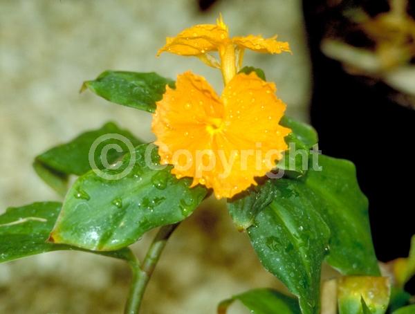 Orange blooms; Evergreen; Broadleaf