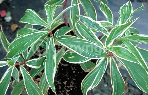 White blooms; Evergreen